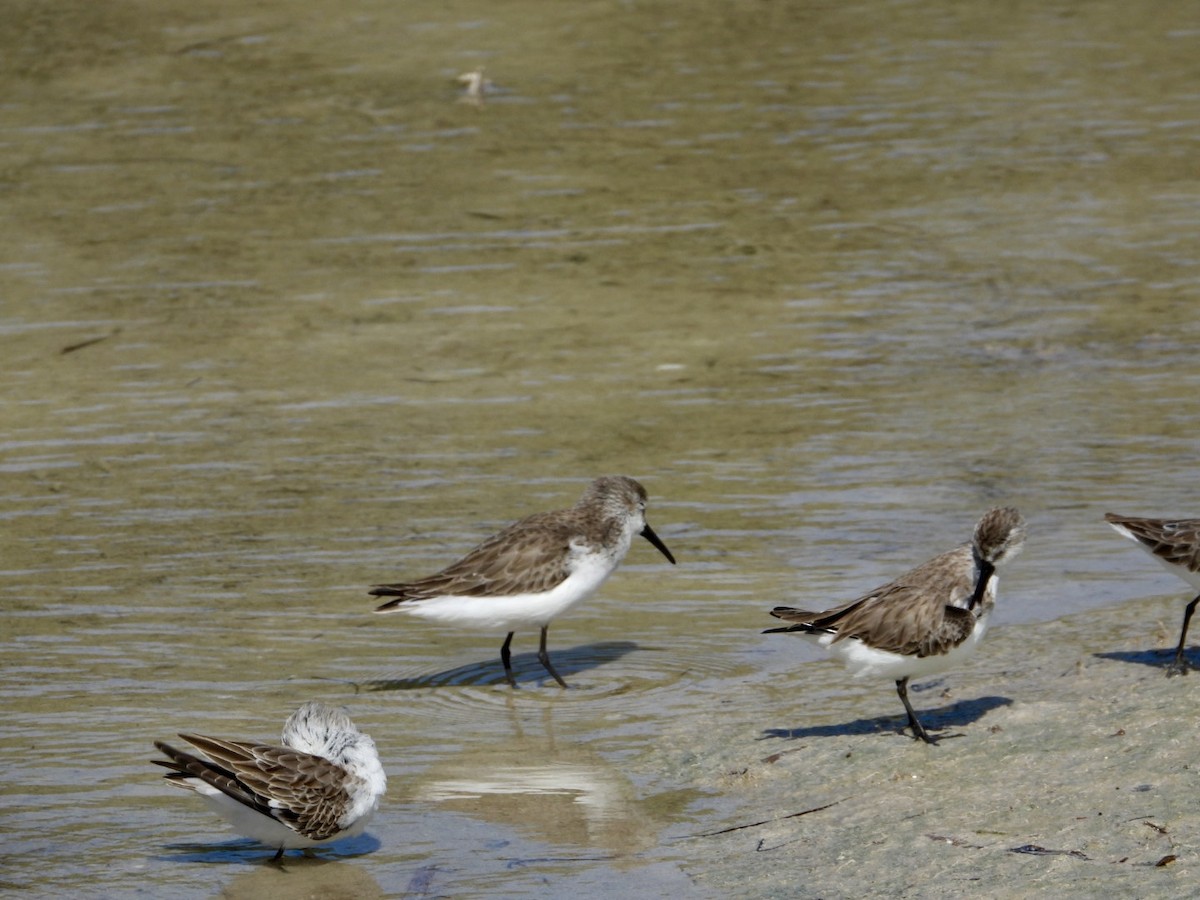 Bergstrandläufer - ML610880384