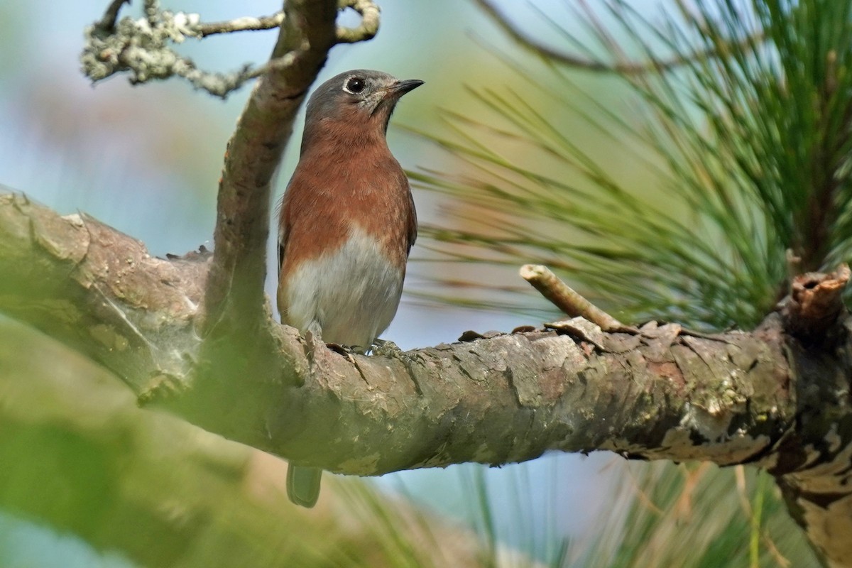 Eastern Bluebird - ML610880478