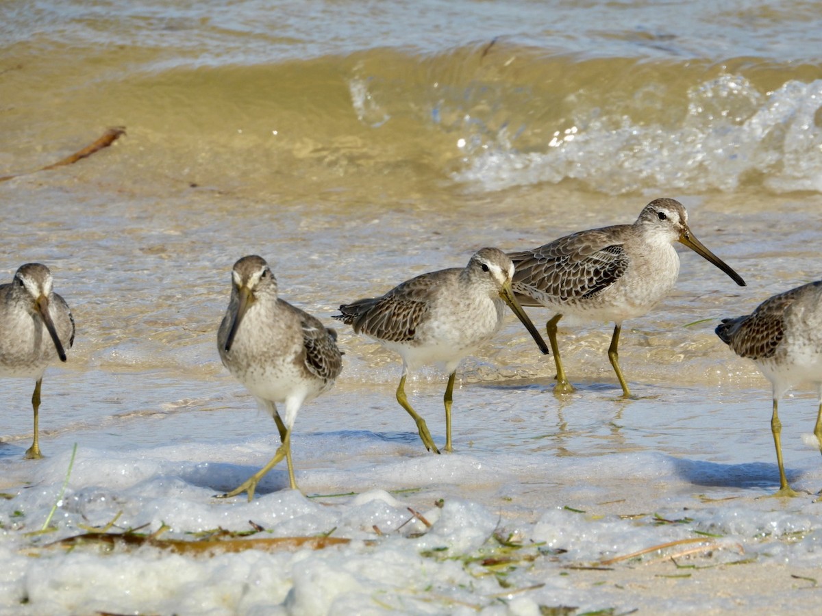 Short-billed Dowitcher - ML610880487