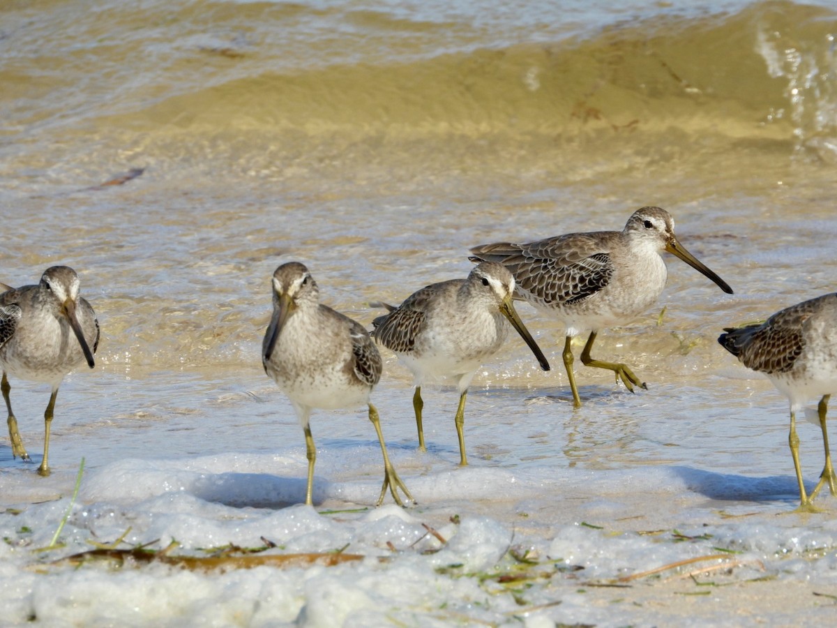 Short-billed Dowitcher - ML610880488