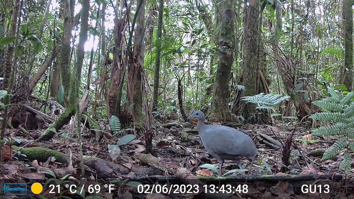 Gray Tinamou - ML610880525