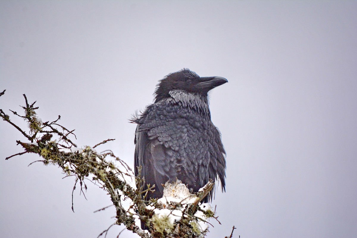 Common Raven - ML610880536