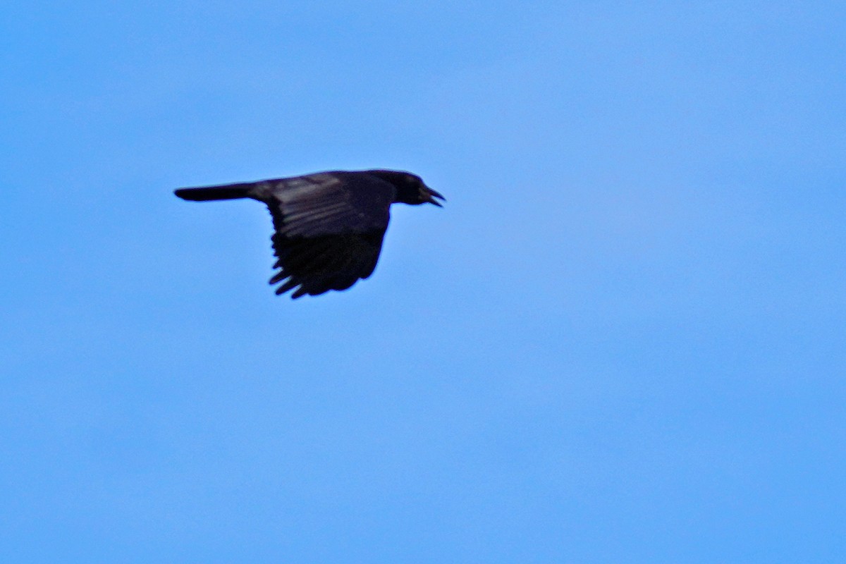 American Crow - ML610880577