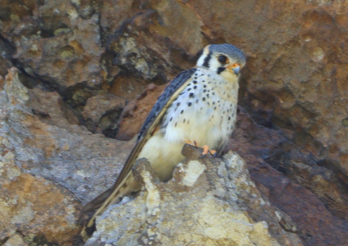 American Kestrel - Rodrigo Ferraz