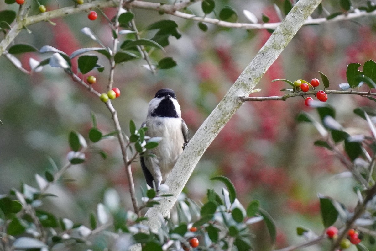 Carolina Chickadee - ML610880581