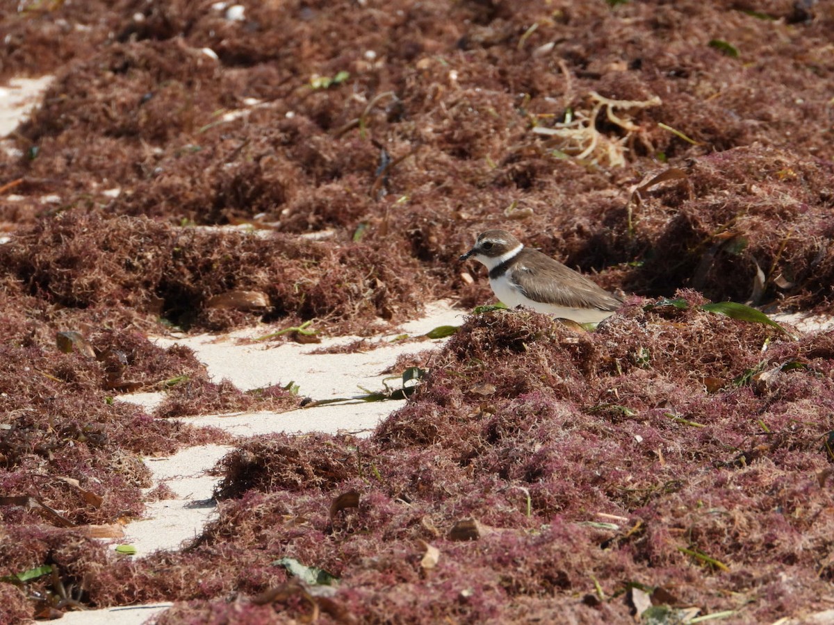 Semipalmated Plover - ML610880596