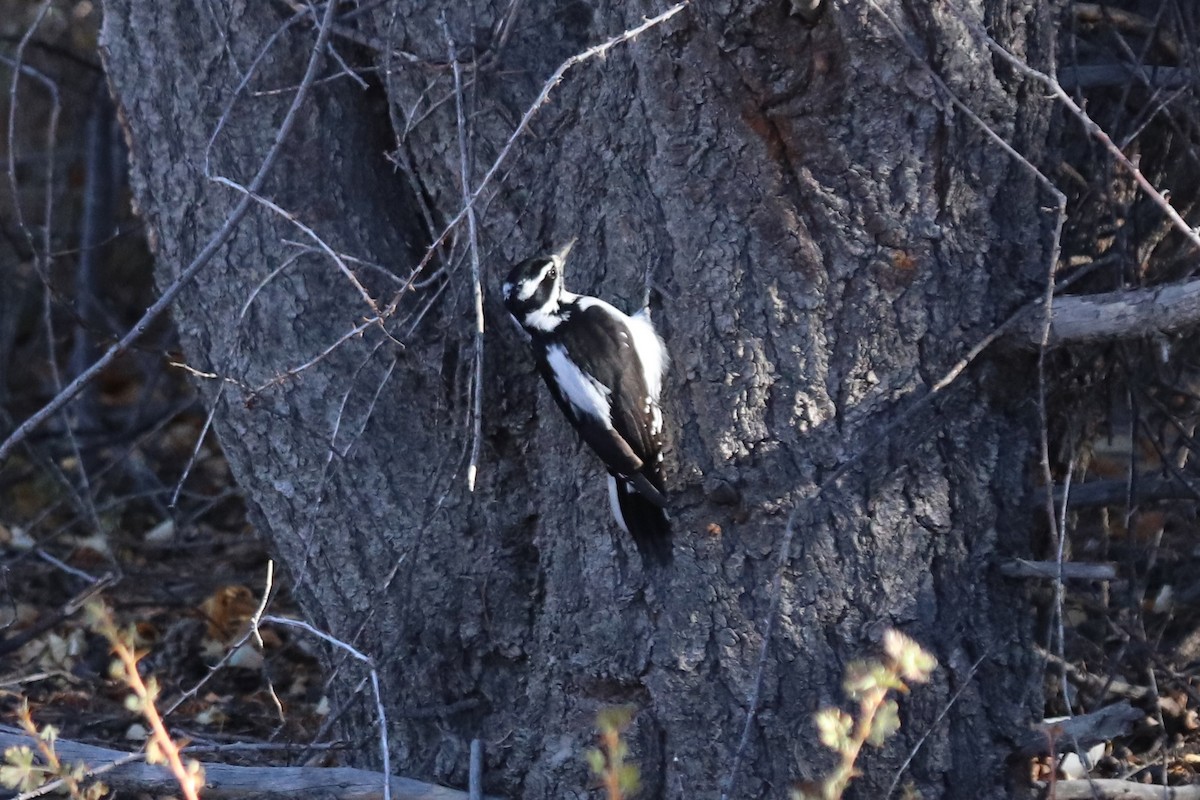 Hairy Woodpecker - ML610880659