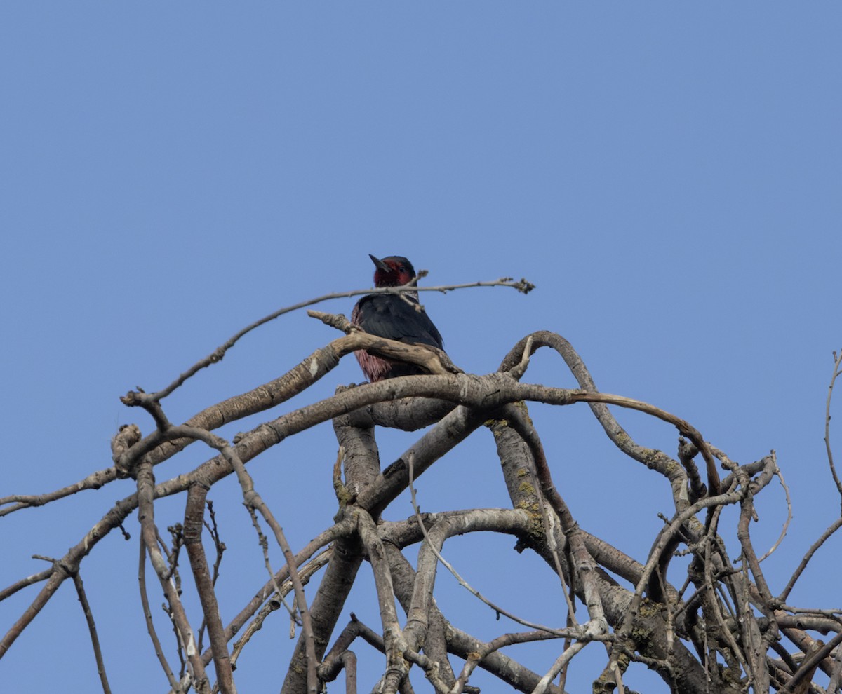Lewis's Woodpecker - ML610880681
