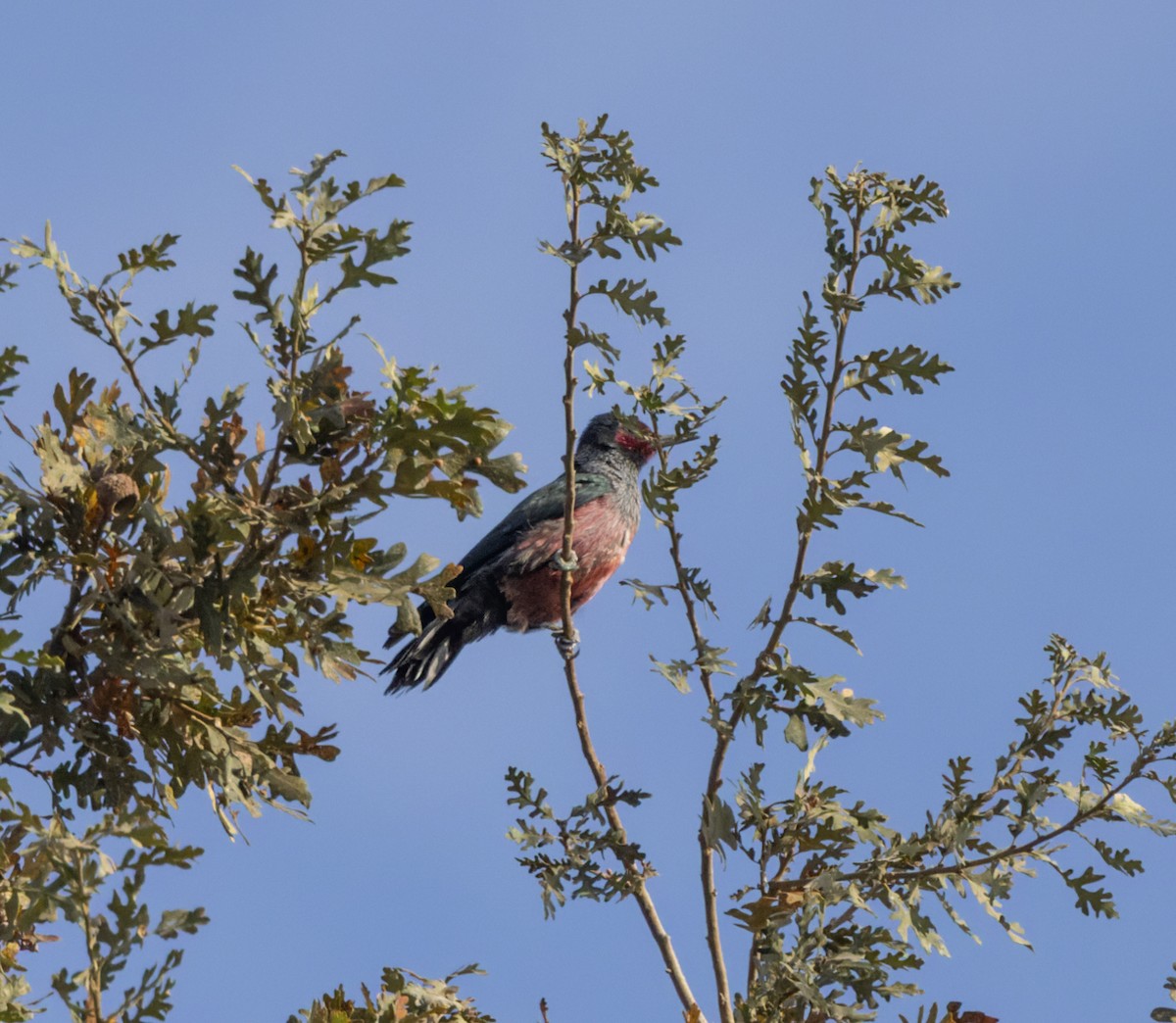 Lewis's Woodpecker - ML610880682