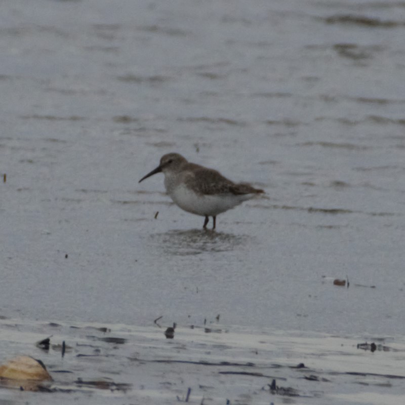 Dunlin - Andrew Stadnyk