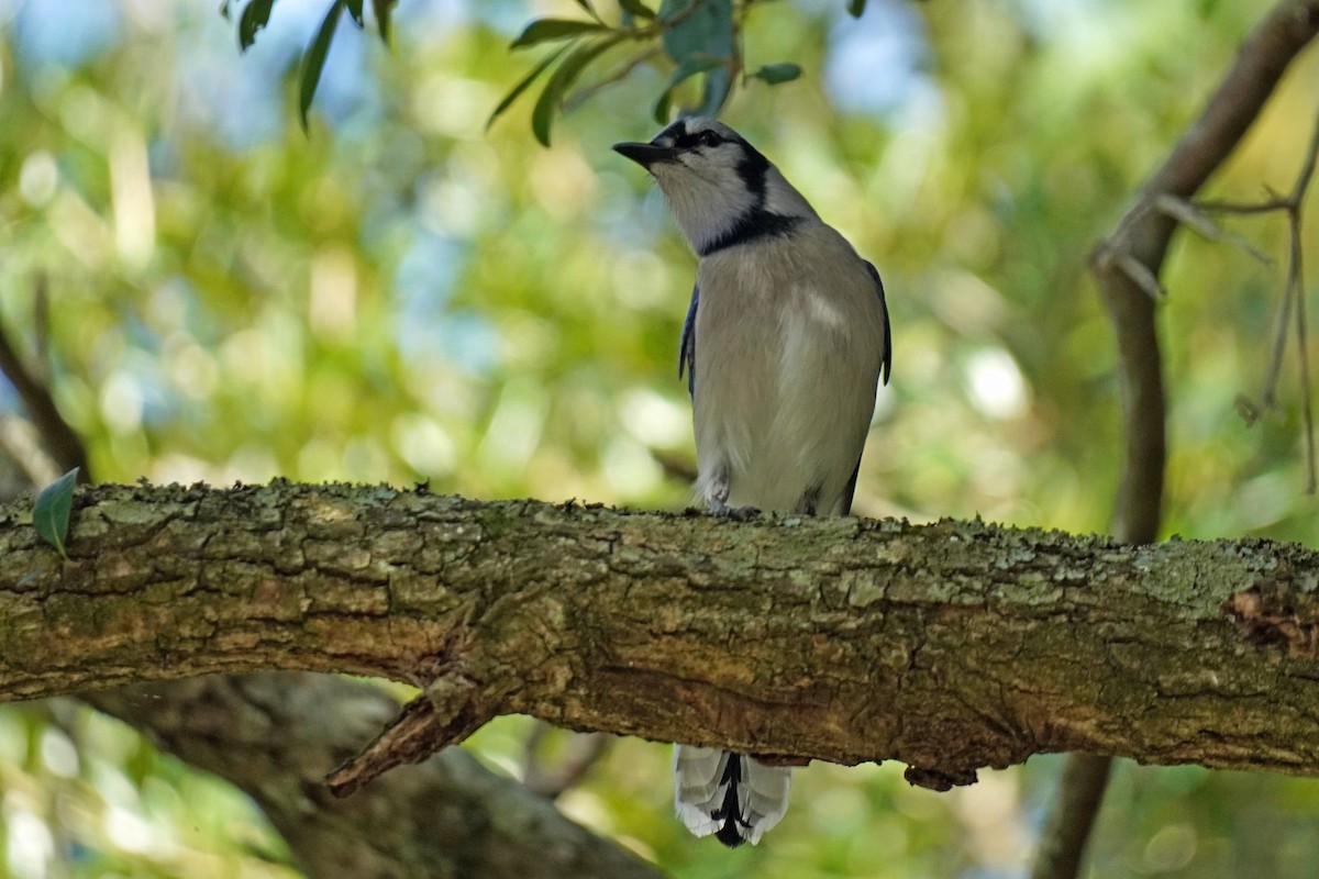 Blue Jay - ML610880687