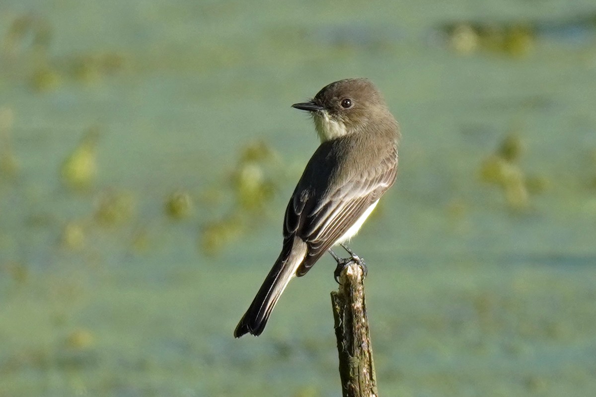Eastern Phoebe - ML610880733