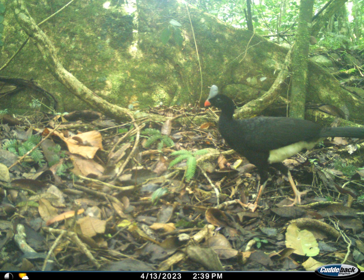 Helmeted Curassow - Estación Ecológica Guáquira (DATA)