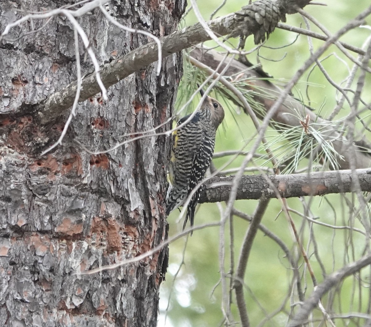 Williamson's Sapsucker - Sylvia Afable