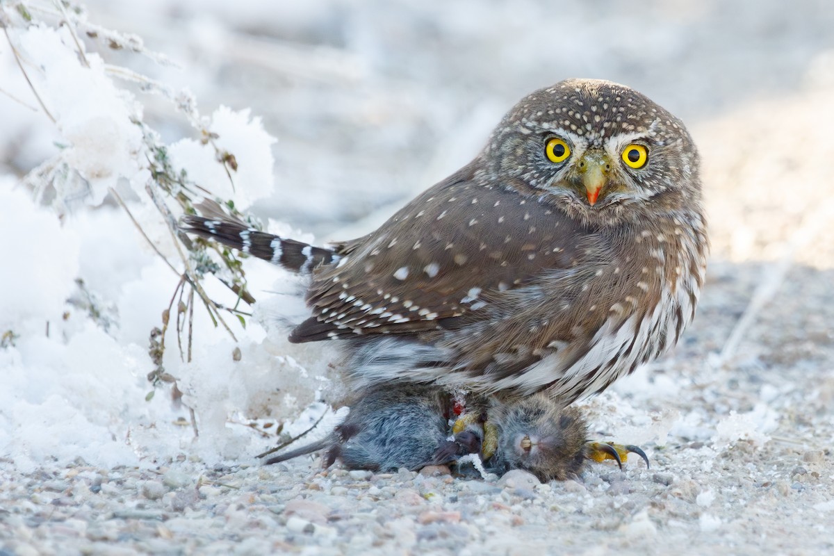 Northern Pygmy-Owl - ML610881091