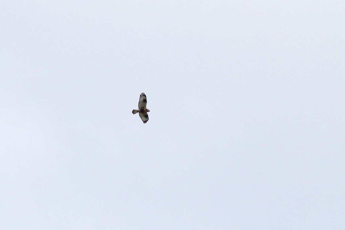 Rough-legged Hawk - Anonymous