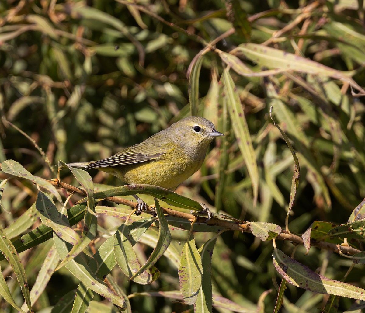 Orangefleck-Waldsänger (orestera) - ML610881178