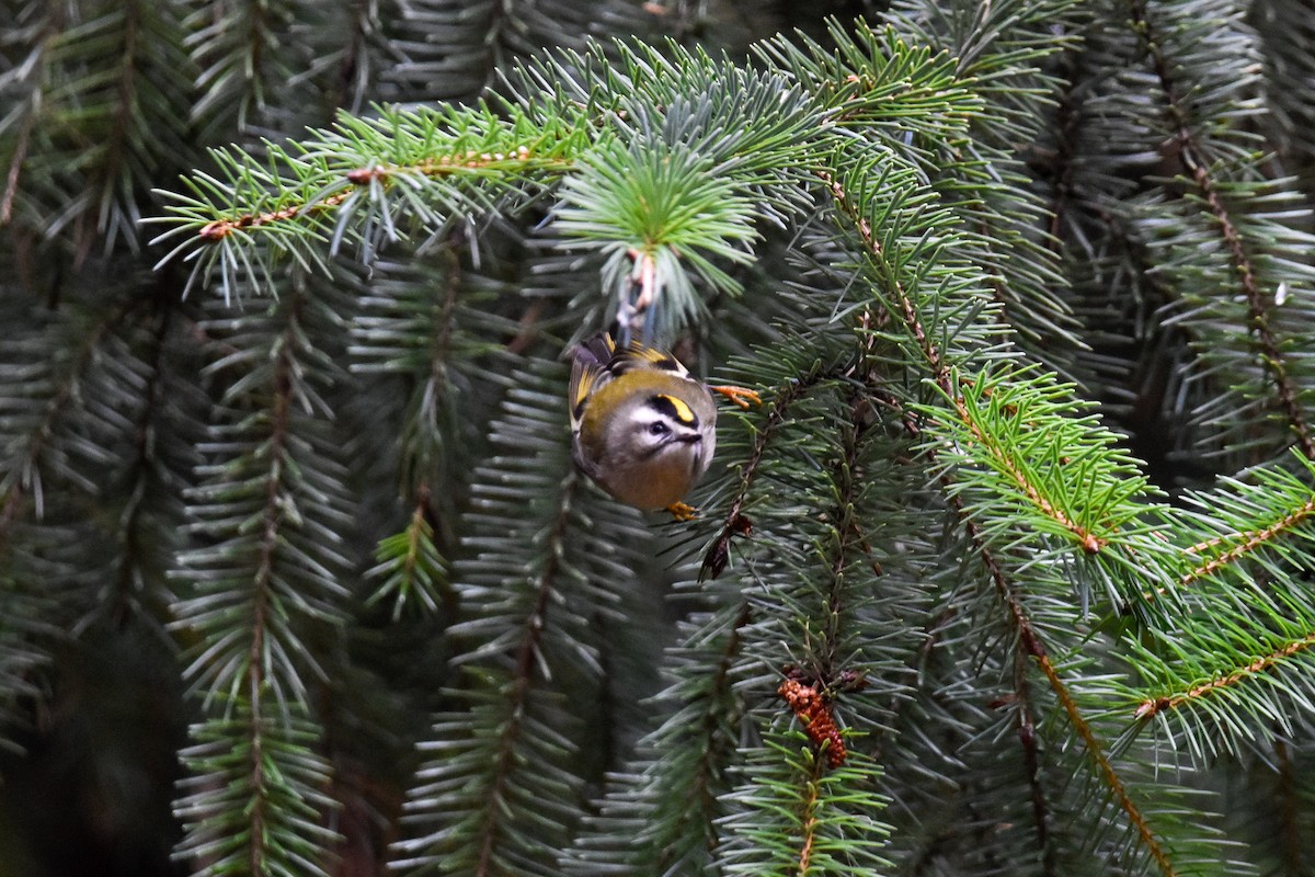 Roitelet à couronne dorée - ML610881324