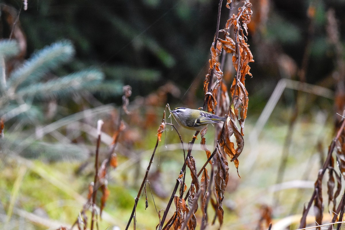 Roitelet à couronne dorée - ML610881325