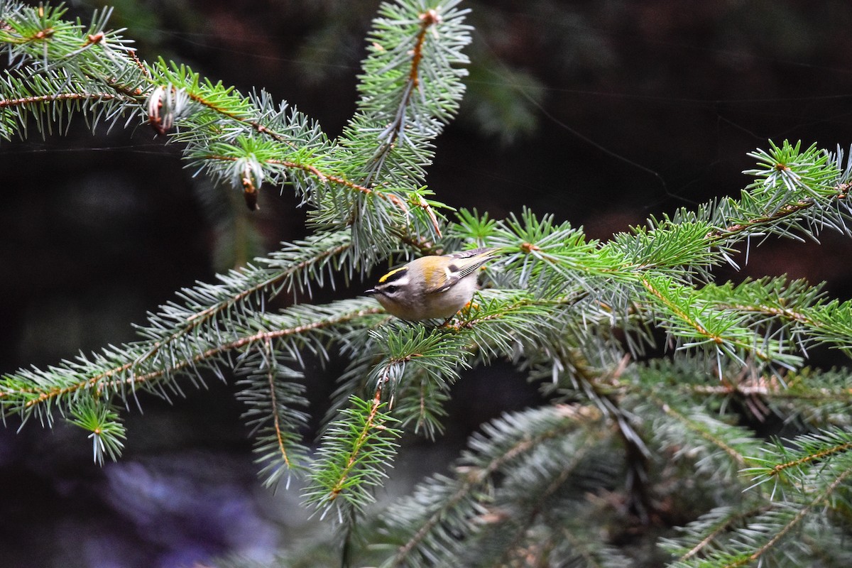 Golden-crowned Kinglet - ML610881326