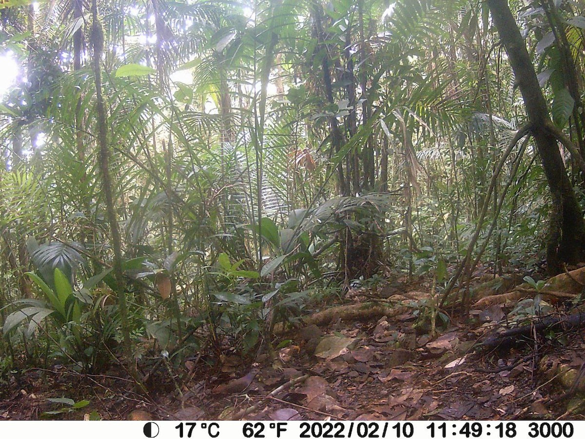 holub fialový - ML610881410