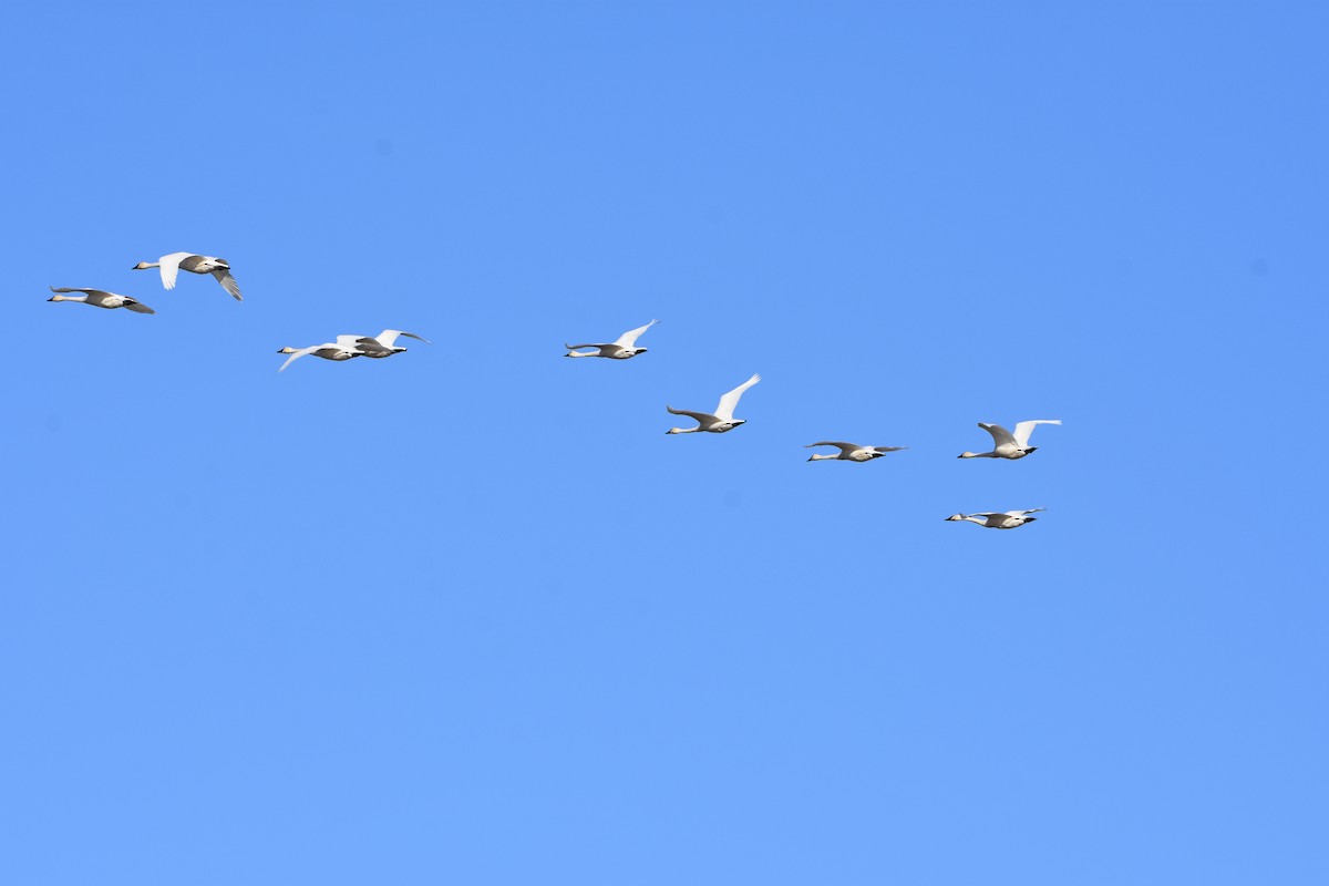 Tundra Swan - Barry Price