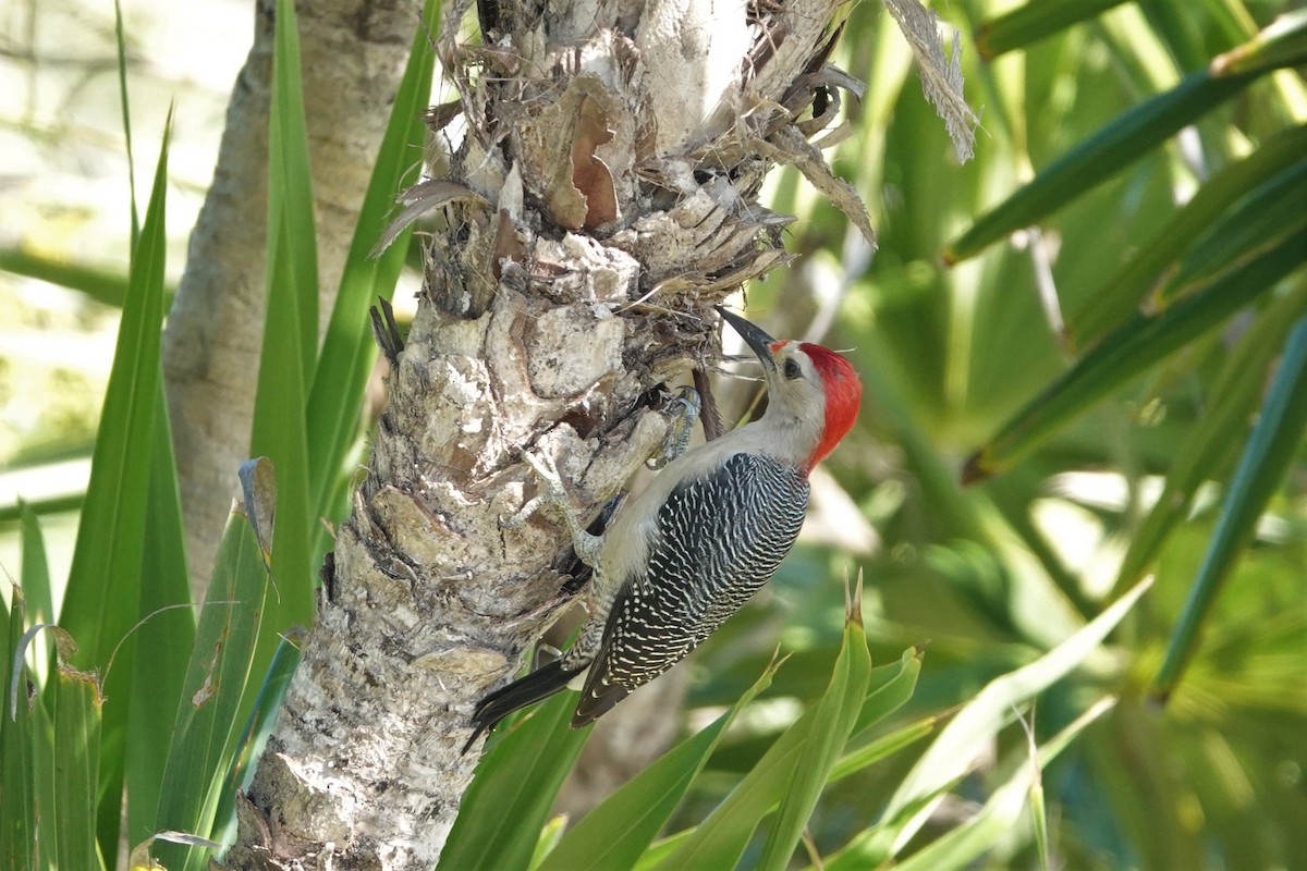 Golden-fronted Woodpecker - ML610881506