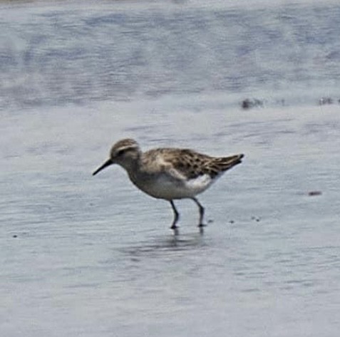 Long-toed Stint - ML610881544