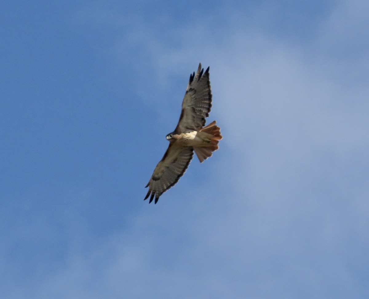 Red-tailed Hawk - ML610881565