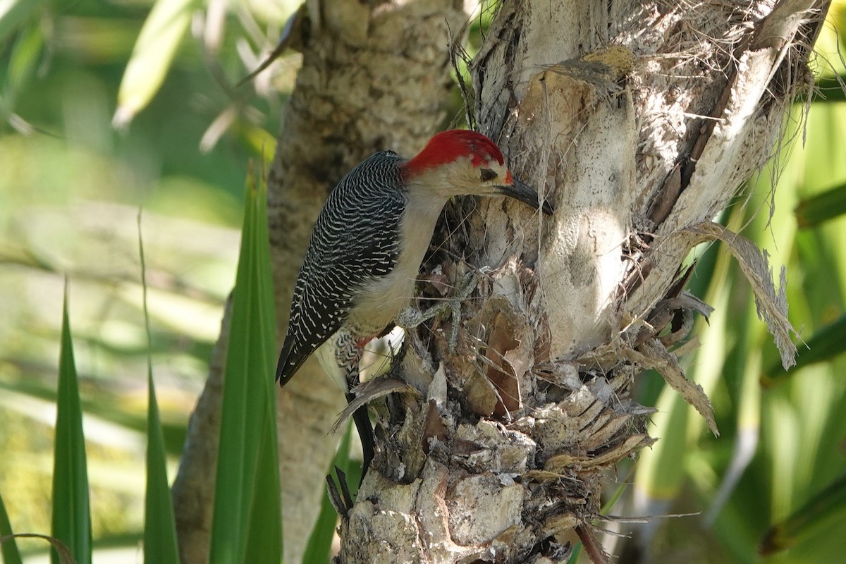 Golden-fronted Woodpecker - ML610881574