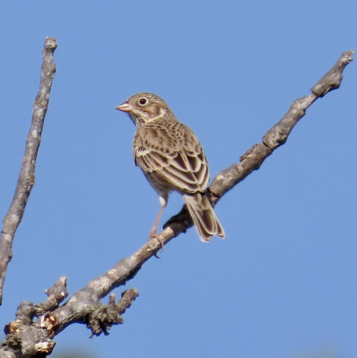 Vesper Sparrow - ML610881581