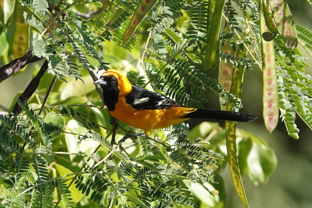Hooded Oriole - Peter Wimberger