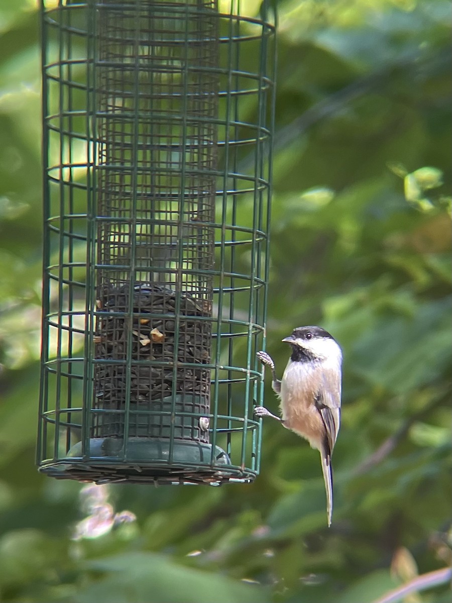 Black-capped Chickadee - James Kachline