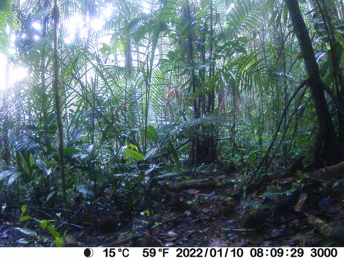 křepel venezuelský - ML610881684