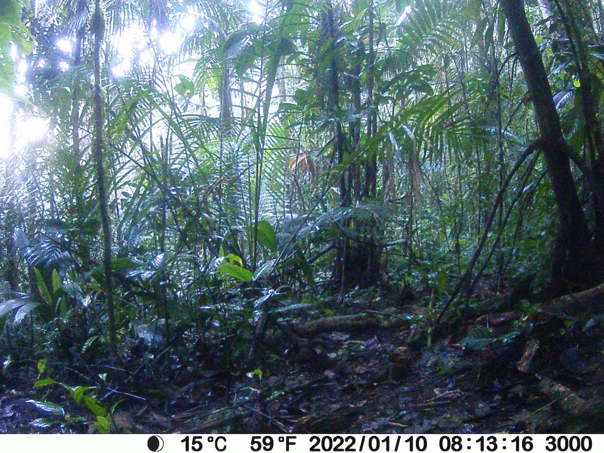 křepel venezuelský - ML610881686