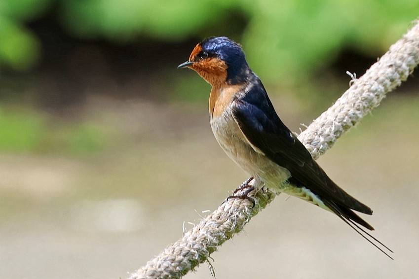 Golondrina Australiana - ML610881691