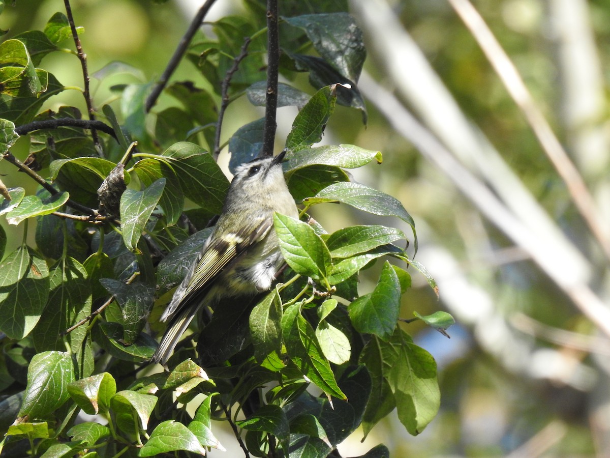 Golden-crowned Kinglet - David LaGrange