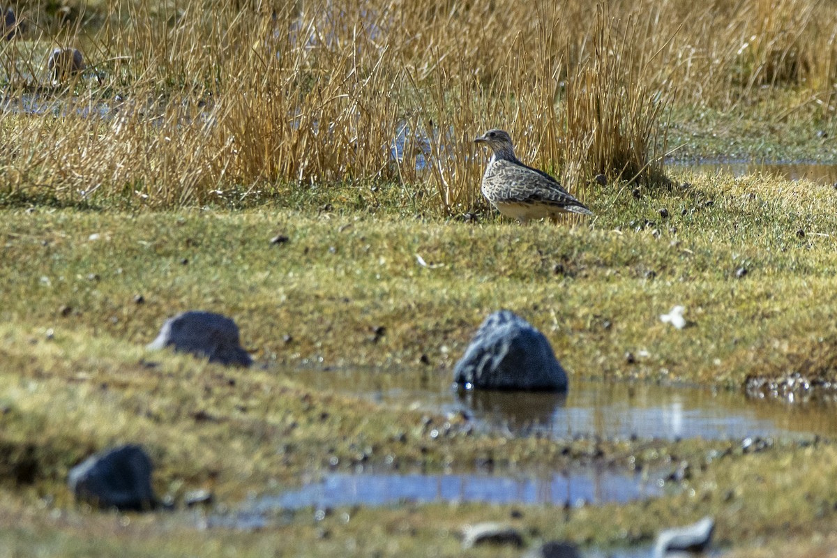 Gray-breasted Seedsnipe - ML610881784