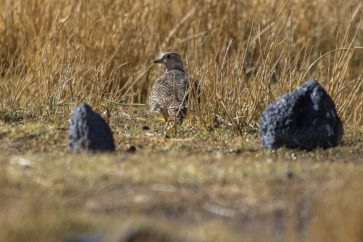 Gray-breasted Seedsnipe - ML610881785