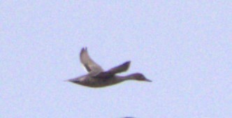 Northern Pintail - ML610881803