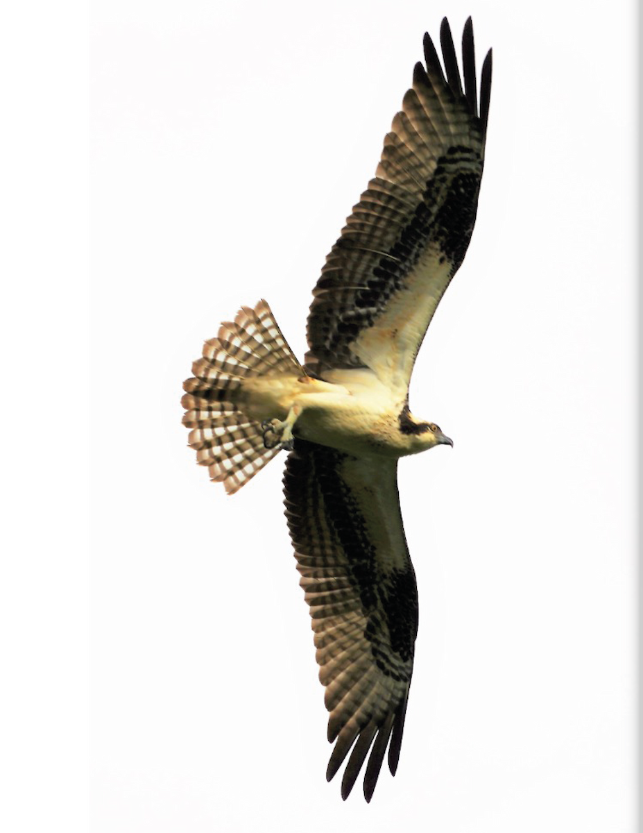 Águila Pescadora - ML610881823