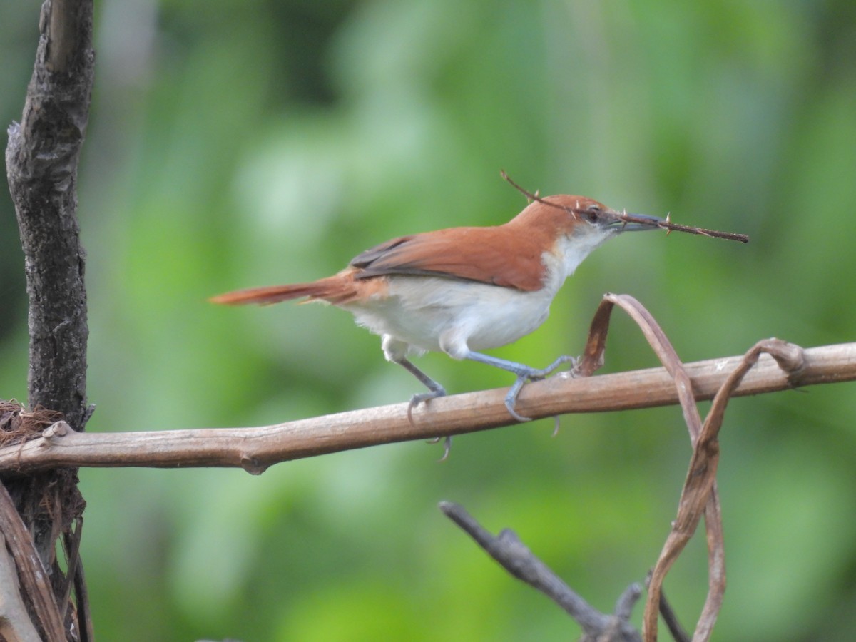 Red-and-white Spinetail - Daniel Lane