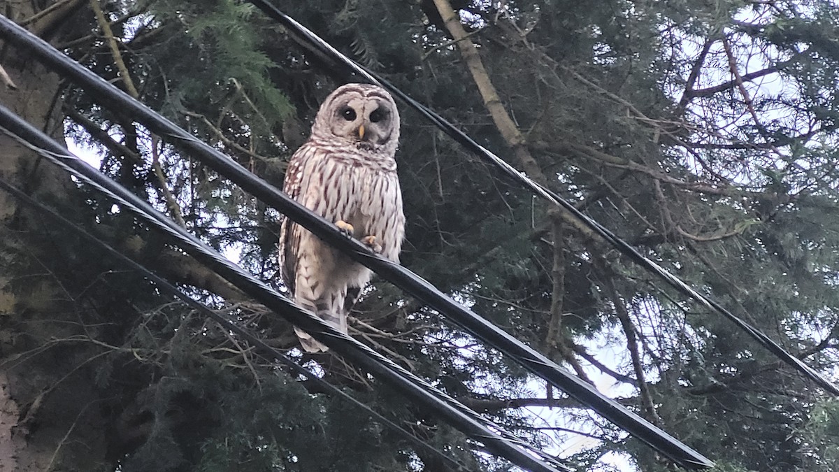 Barred Owl - Anthony Gliozzo