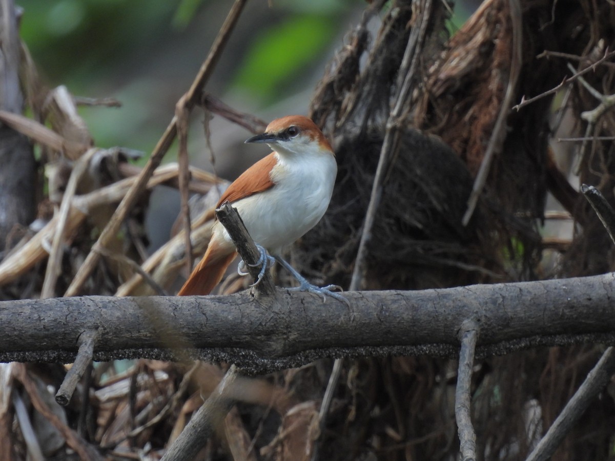 Red-and-white Spinetail - ML610881856