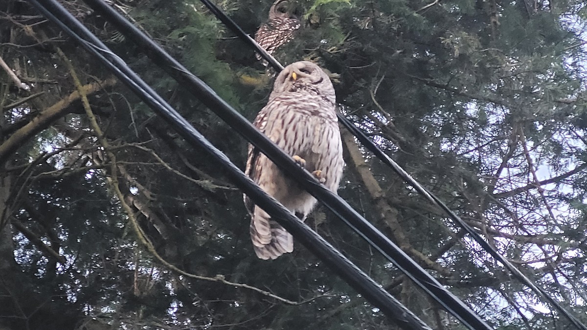 Barred Owl - Anthony Gliozzo