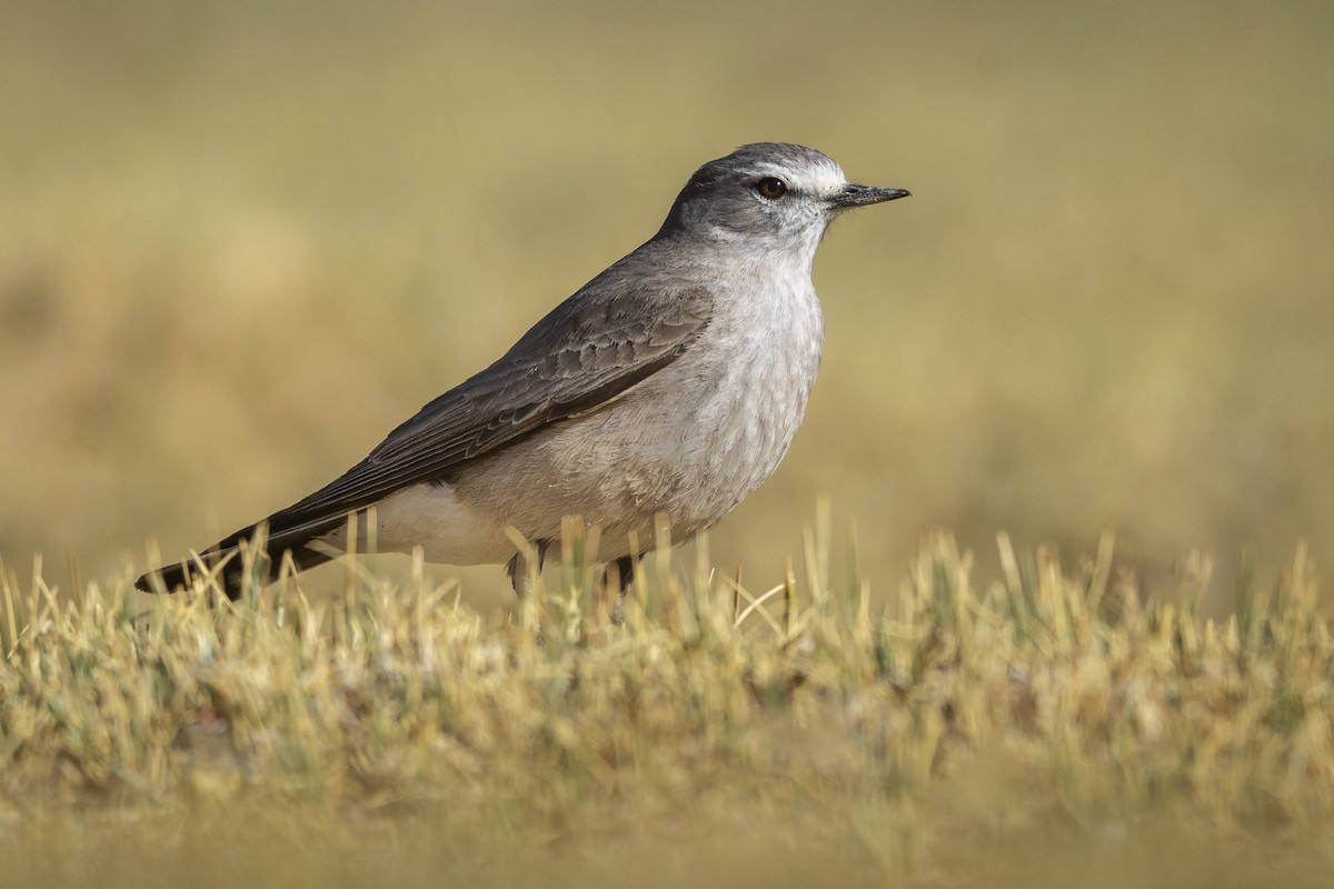 Ochre-naped Ground-Tyrant - ML610881898