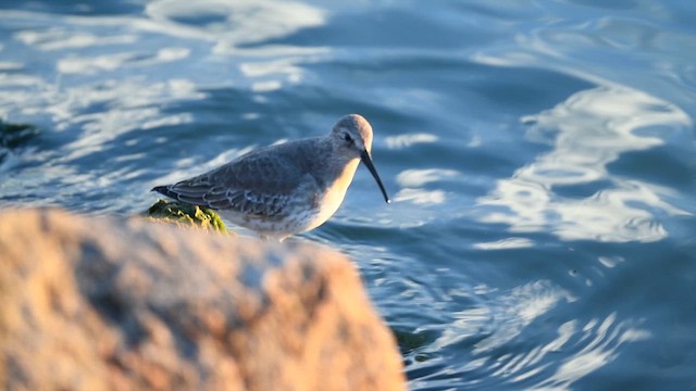 Dunlin - ML610881925