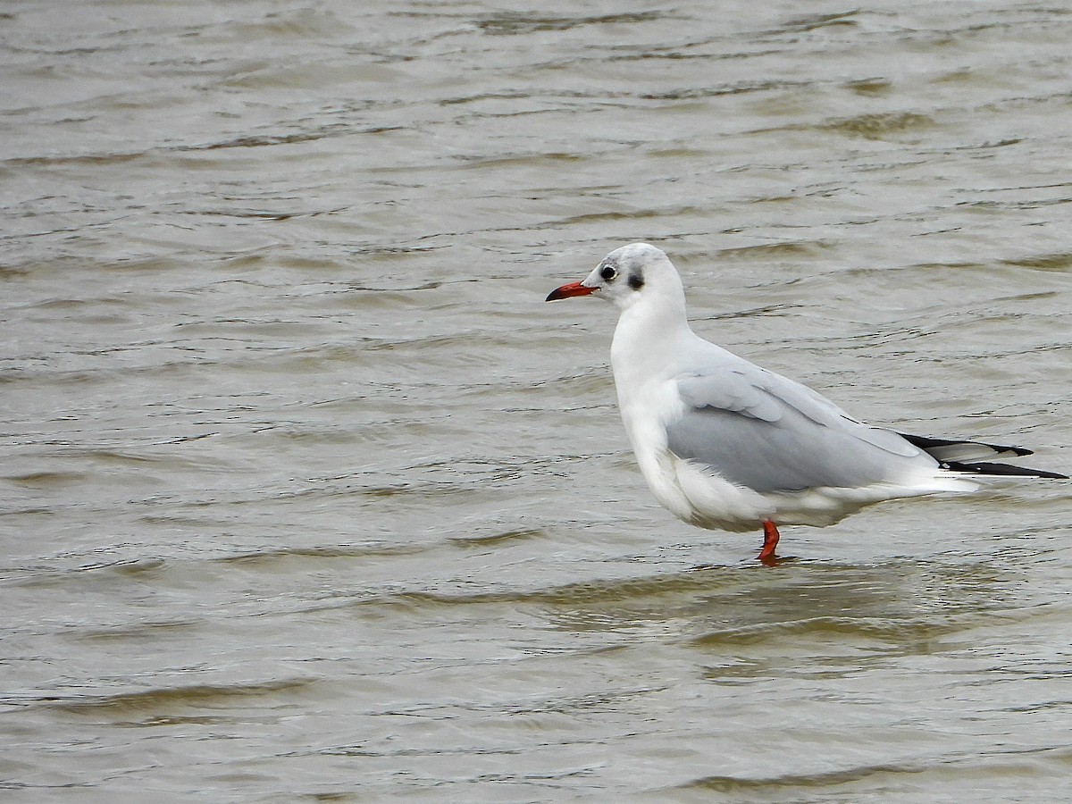 Mouette rieuse - ML610881930