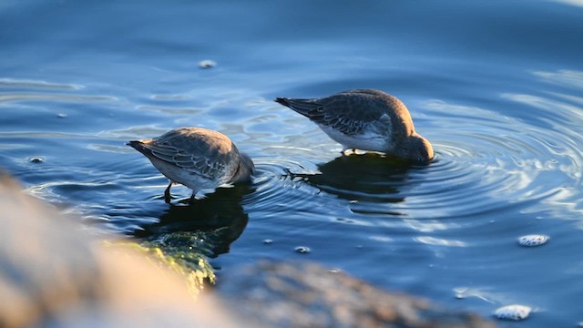 Bécasseau variable - ML610881931