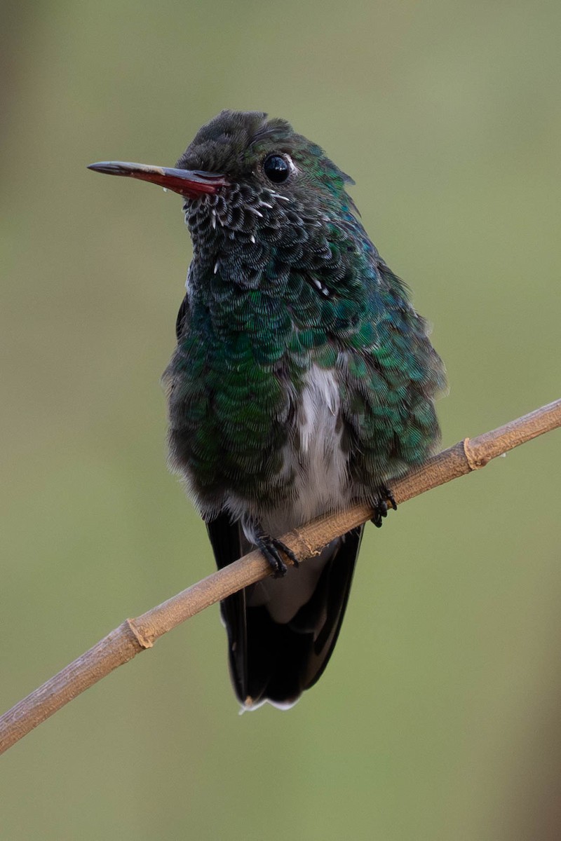 kolibřík zrcadlový - ML610881990